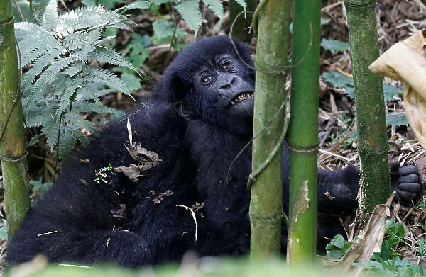 Endangered high mountain gorillas from Sabyinyo family are seen inside a forest the