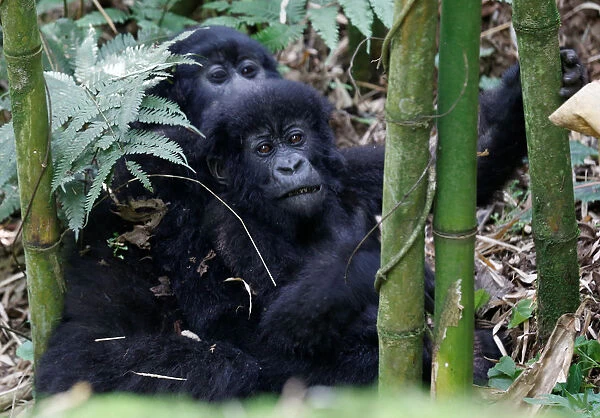 Endangered high mountain gorillas from Sabyinyo family play inside the forest within the