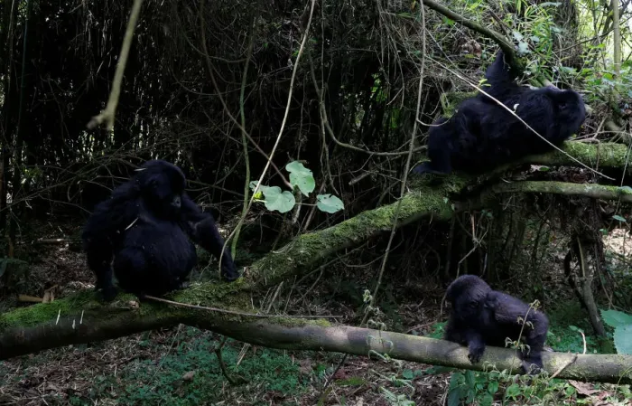 Framed Print : Endangered high mountain gorillas from Sabyinyo family play inside the forest within Framed Print : Endangered high mountain gorillas from Sabyinyo family play inside the forest within