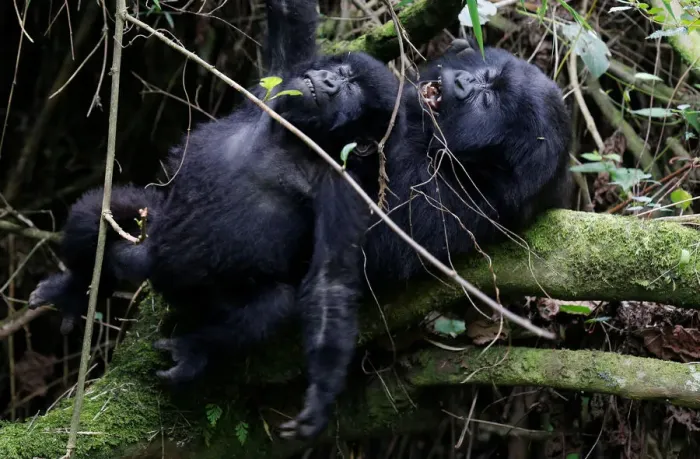Framed Print : Endangered high mountain gorillas from Sabyinyo family react as they play inside
