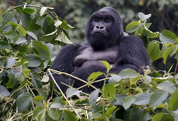 An endangered silverback high mountain gorilla from Sabyinyo family rests atop trees