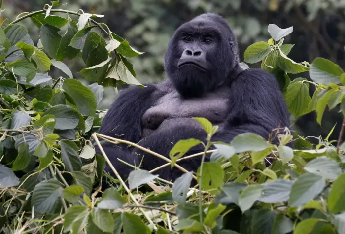 Framed Print : An endangered silverback high mountain gorilla from Sabyinyo family rests atop trees
