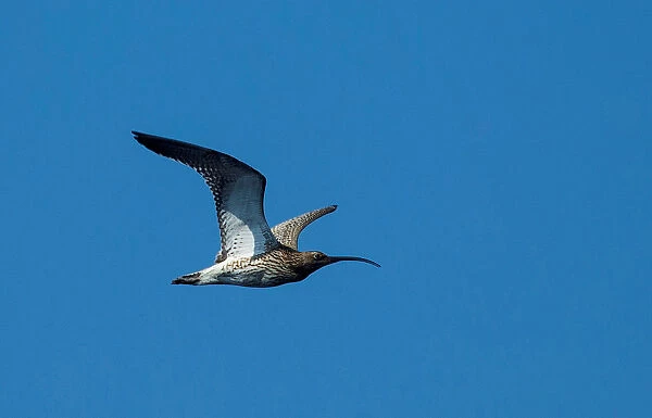 The Eurasian curlew flies near the village of Telekhany