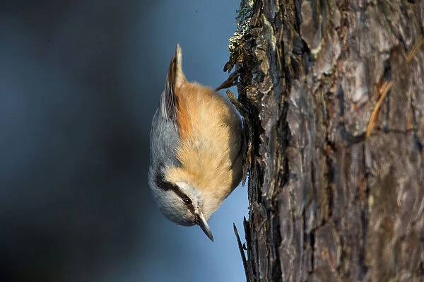 A Eurasian nuthatch climbs a tree trunk in search of food as the air temperature drops to