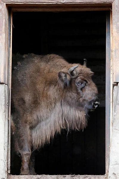 A European bison stands in a stable at the Royev Ruchey zoo in Krasnoyarsk