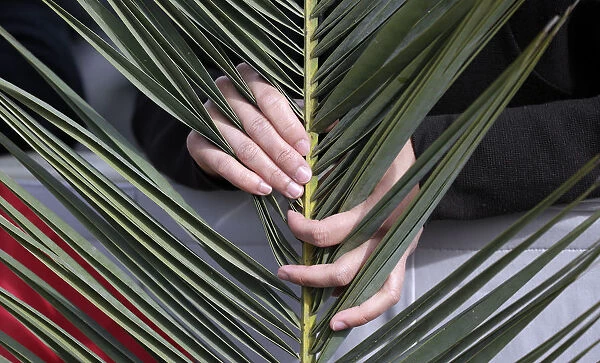 A faithful holds a palm frond as he waits for Pope Francis at the Palm Sunday mass