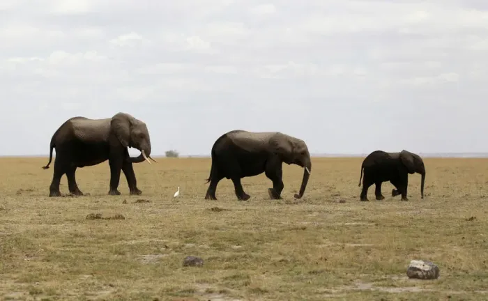Framed Print : A family of elephants graze in the open land during a census at the Amboseli National Framed Print : A family of elephants graze in the open land during a census at the Amboseli National