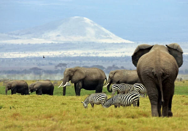 A family of elephants walk at dawn in Amboseli National Park in southeast Kenya near