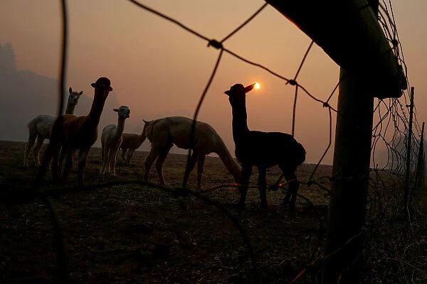 Farm animals are seen at a farm under a sky darkened by smoke from the Kincade Fire in