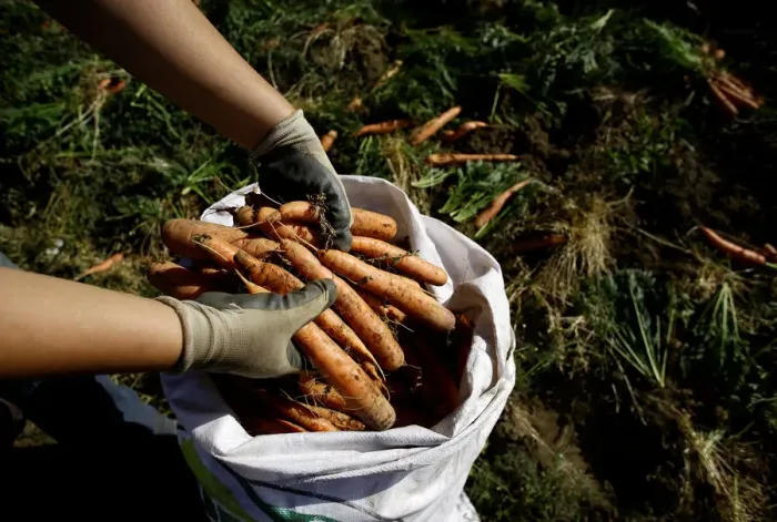Framed Print : A farmer collects carrots during harvest season at a plantation in Cartago, Costa Rica Framed Print : A farmer collects carrots during harvest season at a plantation in Cartago, Costa Rica