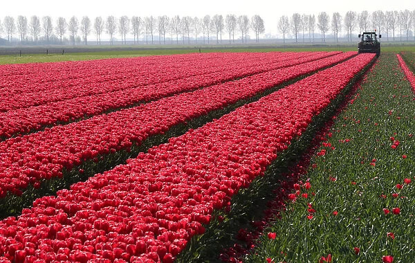 A farmer cuts tulips on a field near the city of Creil