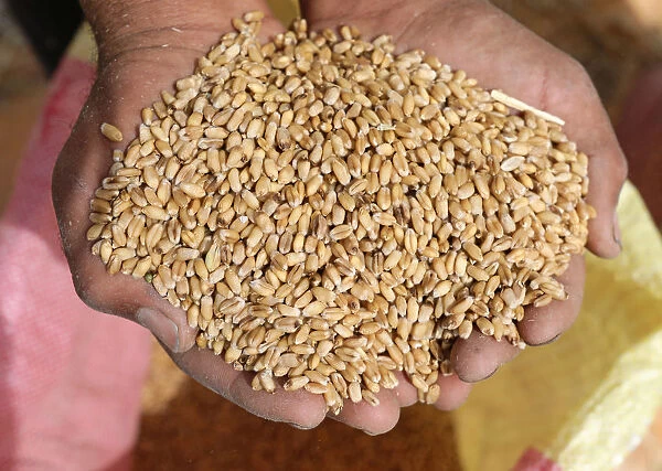 Farmer displays wheat grains at field in the Beheira Governorate