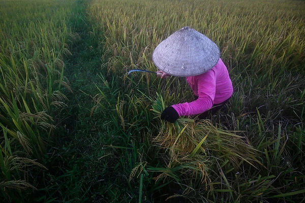 A farmer harvests rice on a rice paddy field outside Hanoi