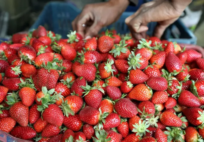 Framed Print : A farmer harvests his strawberry crop in a field in the Beheira Governorate Framed Print : A farmer harvests his strawberry crop in a field in the Beheira Governorate