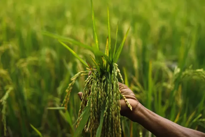 Framed Print : A farmer holds a handful of rice stalks at a paddy field in Karawang Framed Print : A farmer holds a handful of rice stalks at a paddy field in Karawang