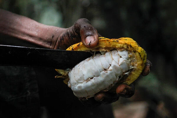 A farmer opens a cocoa pod at a cocoa farm in Azaguie