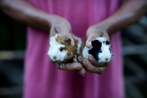 Farmer shows his newborn pet guinea pigs in Santo Domingo, Cuba