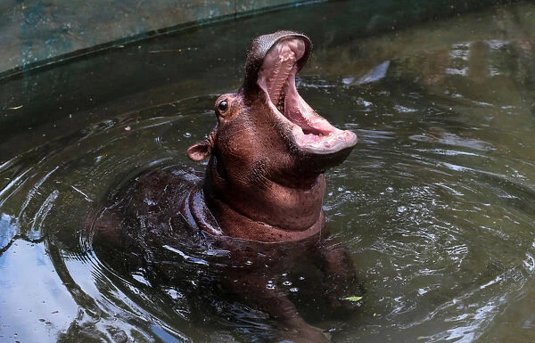 Fatima, a two-year-old hippopotamus rescued from a circus, opens its mouth at the