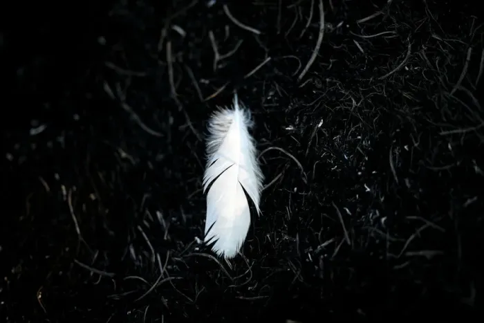 Framed Print : A feather is pictured in a burnt area where Palestinians have been causing blazes by Framed Print : A feather is pictured in a burnt area where Palestinians have been causing blazes by