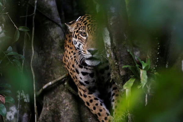 A female adult jaguar sits atop a tree at the Mamiraua Sustainable Development Reserve