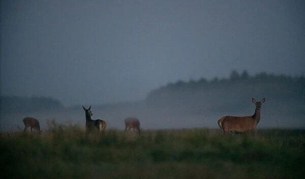 Female deers are seen in a field in Republican landscape reserve Nalibokski near