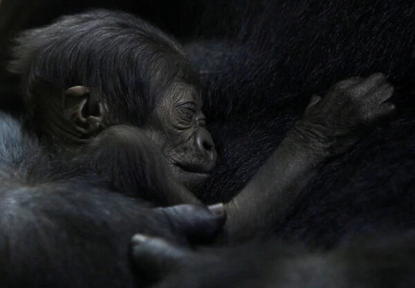 Female gorilla N yaounda holds her one-day-old baby gorilla at Budapest Zoo
