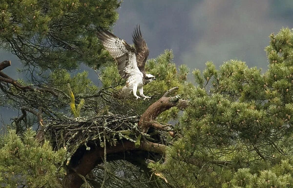 A female Osprey returns to its nest in Loch of Lowes, Dunkeld, Perthshire, Scotland