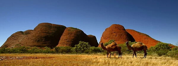FERAL CAMELS STAND IN FRONT OF THE OLGAS IN CENTRAL AUSTRALIA