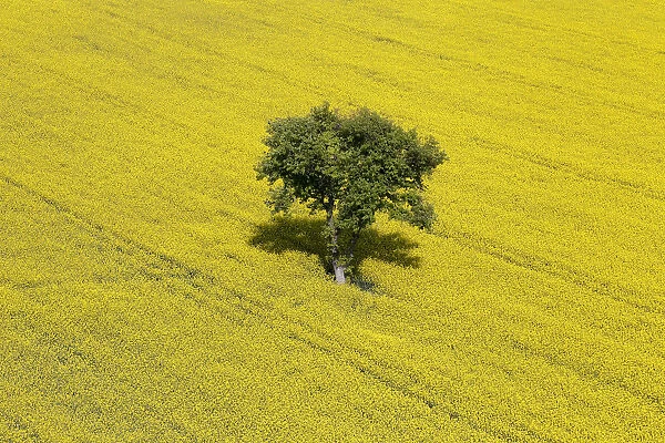 A field of colza with its yellow flowers surrounds a tree near Janneyrias