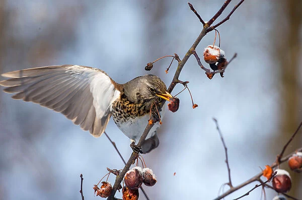 A fieldfare feeds on a tree as the air temperature drops to about minus 12 degrees