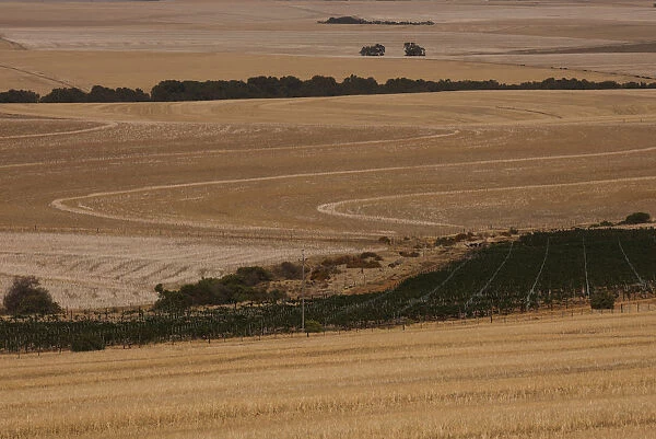 Fields of harvested wheat are seen near Cape Town