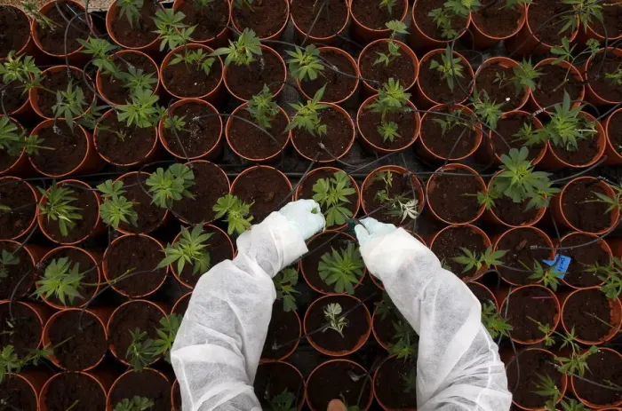 Framed Print : A file picture shows a worker tending to medical cannabis plants at a plantation near
