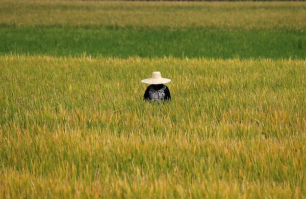 A Filipina farmer works at a rice field in Pinamalayan