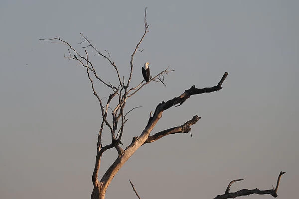 A fish eagle sits above waters flowing into the Okavango Delta
