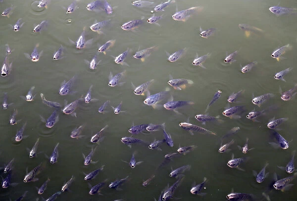 Fish gather in a corner as they are fed by passers-by at the Ana Sagar Lake in Ajmer