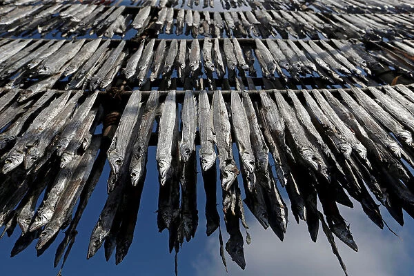 Fish are hung from bamboo poles for drying at a fishing village in Mumbai