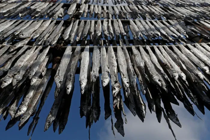 Framed Print : Fish are hung from bamboo poles for drying at a fishing village in Mumbai Framed Print : Fish are hung from bamboo poles for drying at a fishing village in Mumbai