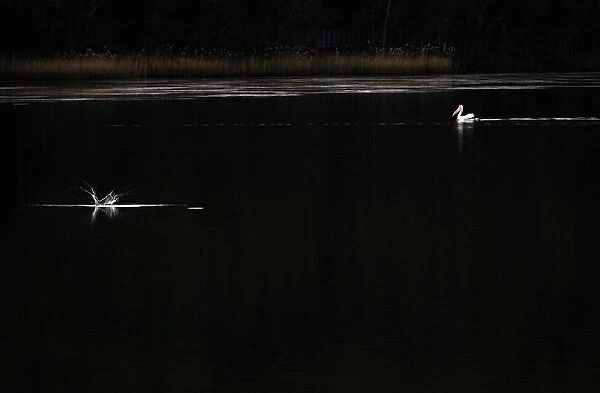 A fish jumps near where a pelican is swimming on Narrabeen Lake on a winters day in