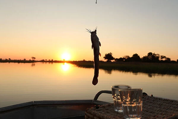 A fisherman reels in a catfish in the Okavango Delta, Botswana