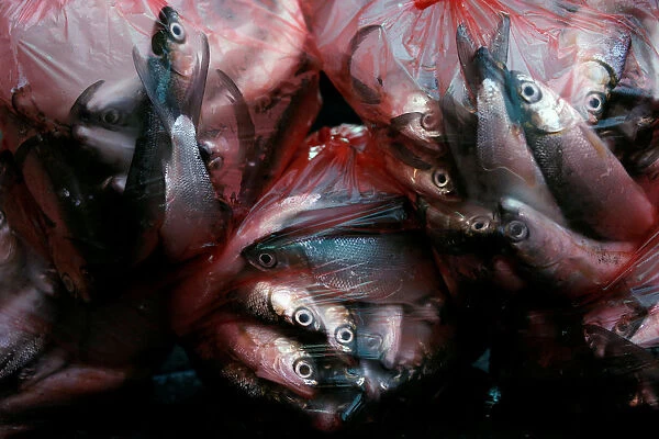 Fishes for sale are seen inside plastic bags at Pabean fish market in Surabaya