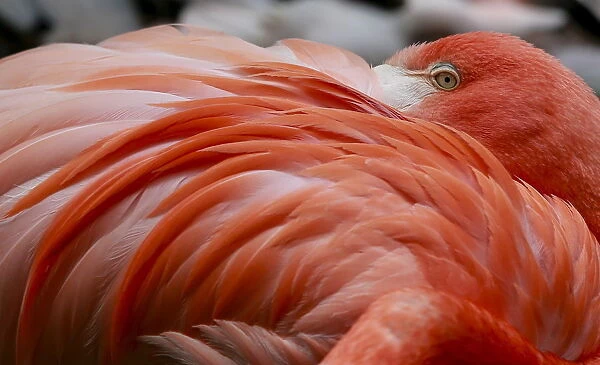 A flamingo bird rests his head in his feathers in his enclosure at Munichs Hellabrunn