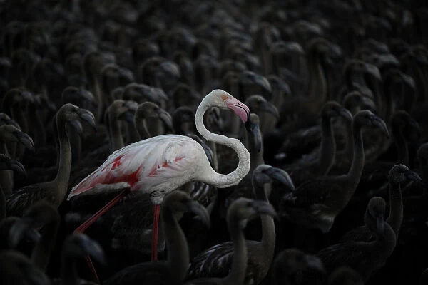 A flamingo and flamingo chicks are seen in a corral before being tagged at dawn at