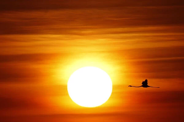 A flamingo flies during sunrise at the Fuente de Piedra natural reserve, near Malaga