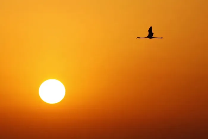 Framed Print : A flamingo flies during sunrise at the Fuente de Piedra natural reserve, near Malaga Framed Print : A flamingo flies during sunrise at the Fuente de Piedra natural reserve, near Malaga