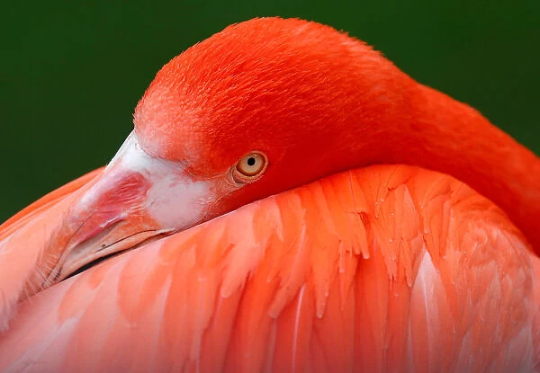 A Flamingo is pictured in its enclosure at Antwerps zoo