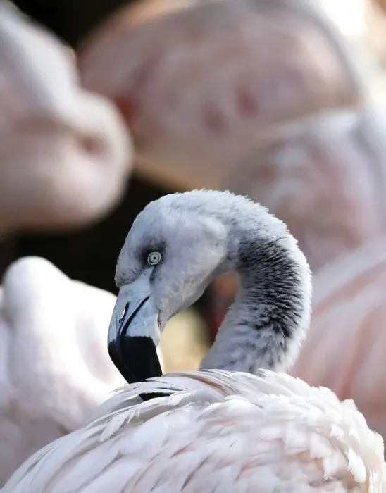 Framed Print : A flamingo is pictured in a park in Mannheim Framed Print : A flamingo is pictured in a park in Mannheim