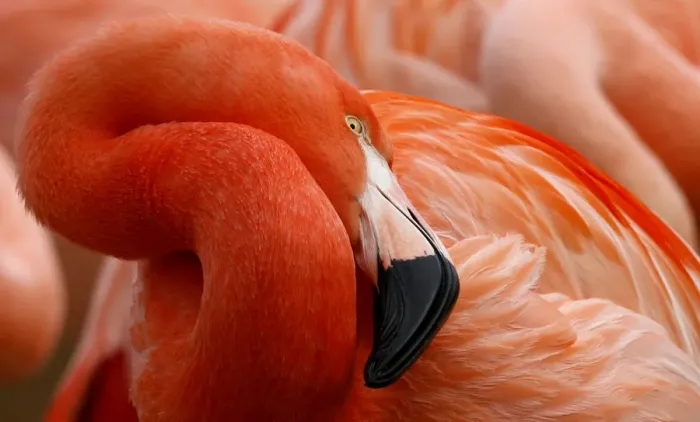 Framed Print : A flamingo rests during animal stock taking at the Zoo in Hanover Framed Print : A flamingo rests during animal stock taking at the Zoo in Hanover
