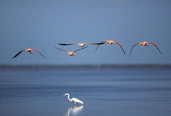 Flamingos fly over a heron at a wetland reserve in Celestun in Mexicos Yucatan Peninsula