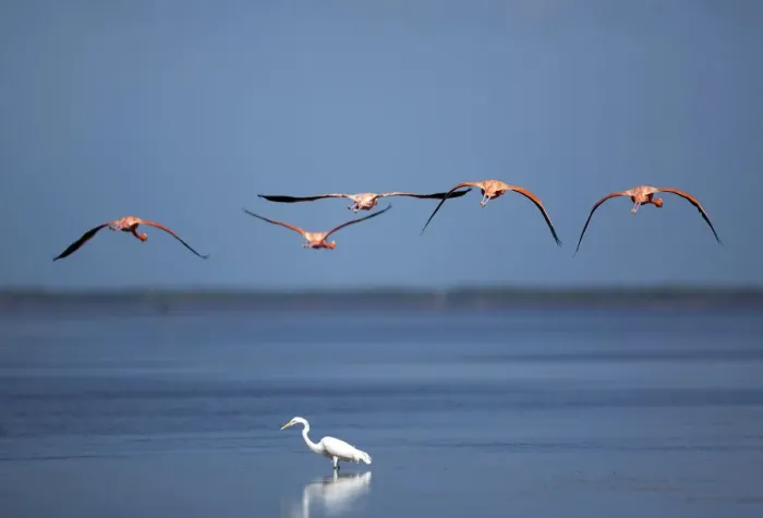 Framed Print : Flamingos fly over a heron at a wetland reserve in Celestun in Mexicos Yucatan Peninsula Framed Print : Flamingos fly over a heron at a wetland reserve in Celestun in Mexicos Yucatan Peninsula
