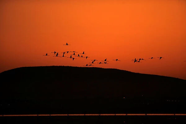 Flamingos fly as volunteers wade across the lagoon at dawn to gather flamingo chicks